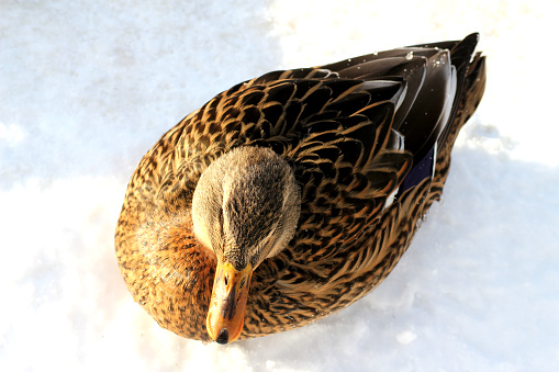 A female mallard duck on the cold snow