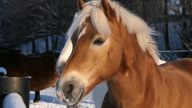 Beautiful horse in winter in paddock, ginger horse with white hair, close up