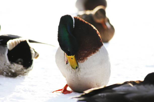 A duck cleaning in feathers out in the cold winter