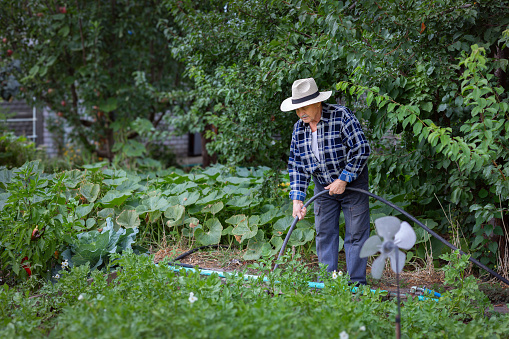 Elderly man with a hose watering his lush garden, enjoying a peaceful summer day. Sustainable living, and retirement leisure. Psychological well-being and the therapeutic benefits of gardening.