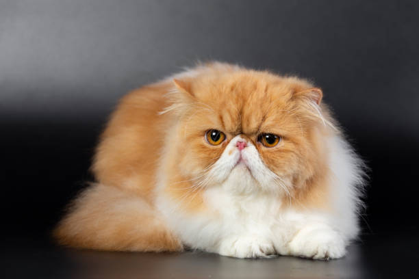 istock red-white Persian cat on a black background 1943407858