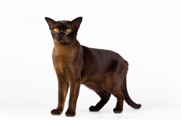 istock Burmese cat on a white background 1943407860