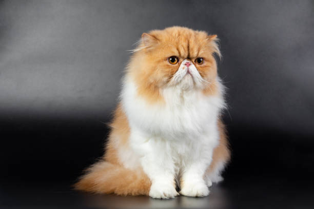 istock red-white Persian cat on a black background 1943409896