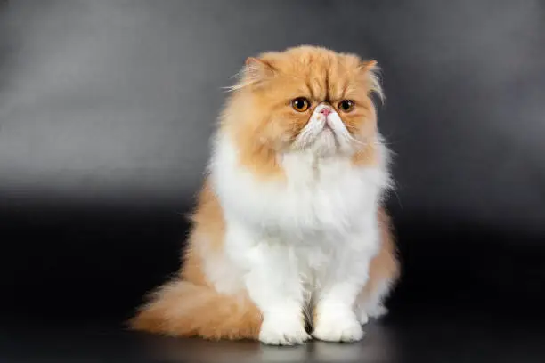 red-white Persian cat on a black background