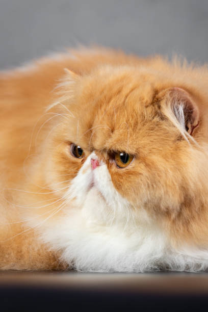 istock red-white Persian cat on a black background 1943410241