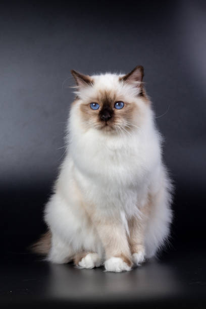 istock Sacred Birman cat, birma on a black background 1943411431