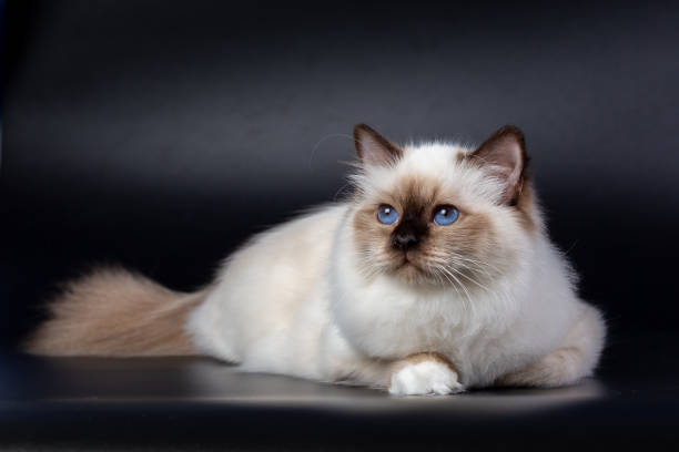 istock Sacred Birman cat, birma on a black background 1943411435