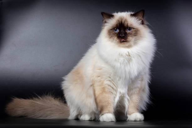 istock Sacred Birman cat, birma on a black background 1943411446