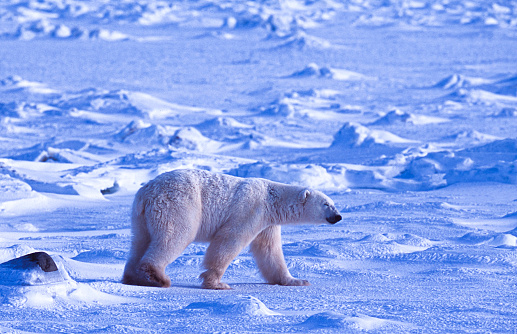 Polar bear on the pack ice north of Spitsbergen