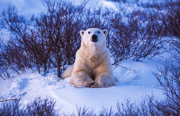 One polar bear (Ursus maritimus) in the Churchill willows along the Hudson Bay, waiting for the bay to freeze over so it can begin the hunt for ringed seals.Taken in Cape Churchill, Manitoba, Canada.