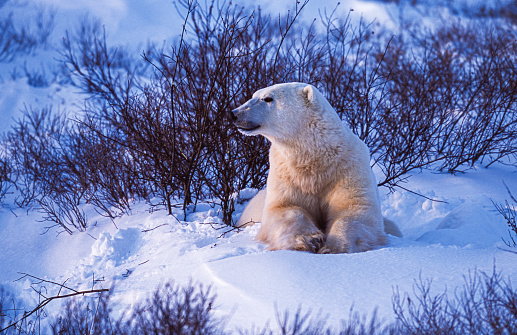 One polar bear (Ursus maritimus) in the Churchill willows along the Hudson Bay, waiting for the bay to freeze over so it can begin the hunt for ringed seals.\n\nTaken in Cape Churchill, Manitoba, Canada.
