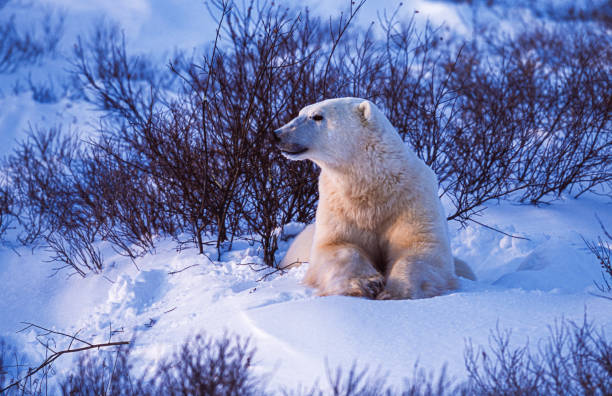 One Wild Polar Bear in Churchill Willows One polar bear (Ursus maritimus) in the Churchill willows along the Hudson Bay, waiting for the bay to freeze over so it can begin the hunt for ringed seals.

Taken in Cape Churchill, Manitoba, Canada. churchill manitoba stock pictures, royalty-free photos & images