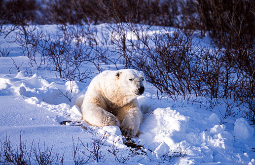 One polar bear (Ursus maritimus) in the Churchill willows along the Hudson Bay, waiting for the bay to freeze over so it can begin the hunt for ringed seals.\n\nTaken in Cape Churchill, Manitoba, Canada.