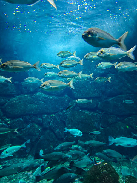 the dynamic essence of a school of fish swimming in the blue waters of their aquatic home. The image is a snapshot of underwater life, where the group moves in synchrony against the backdrop of a rocky seabed. Light filters through the water, creating an ethereal glow that illuminates the fish and their surroundings. Bubbles rise towards the surface, adding a sense of movement and life to the scene. The fish are the focal point, with their silvery scales reflecting the ambient light, highlighting the natural beauty and grace of their world.