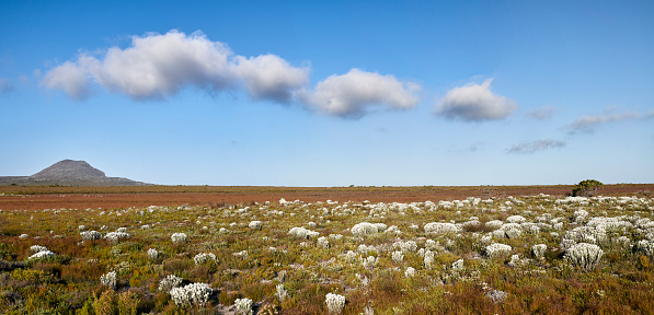 Everlastings (Syncarpha vestita). Also called by the following name: Cape snow. Fynbush,  Desert flower in South Africa.