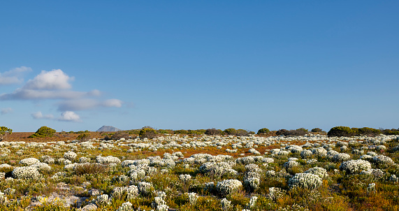 Everlastings (Syncarpha vestita). Also called by the following name: Cape snow. Fynbush,  Desert flower in South Africa.