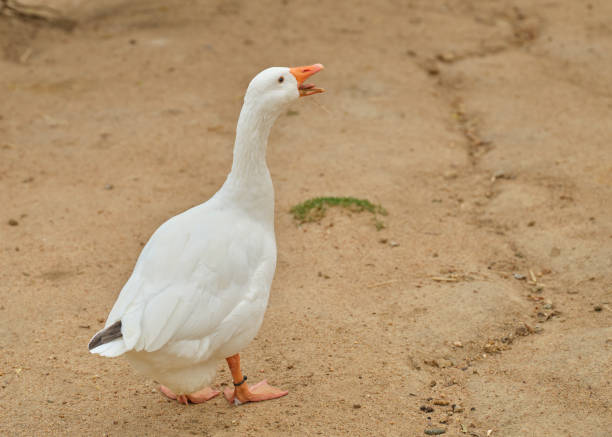 White domestic goose on the farm