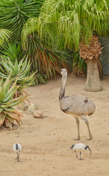 istock Ostrich in the wild - South Africa 1943469149