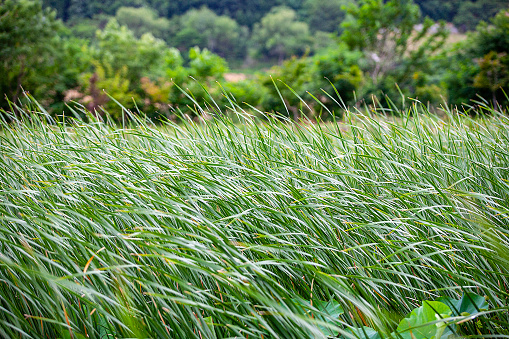 barley field