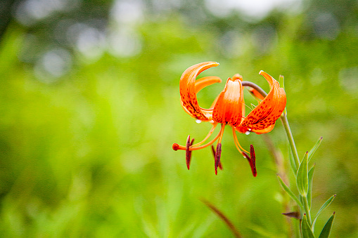 Pictured red lily in a white background.