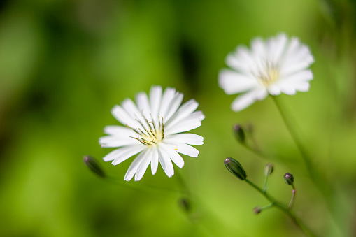 wildflower