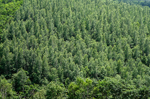 Mountain view at the pine forest covered hills.