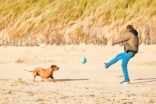 Man running and playing ball with his Rhodesian ridgeback dog outdoors on the sand