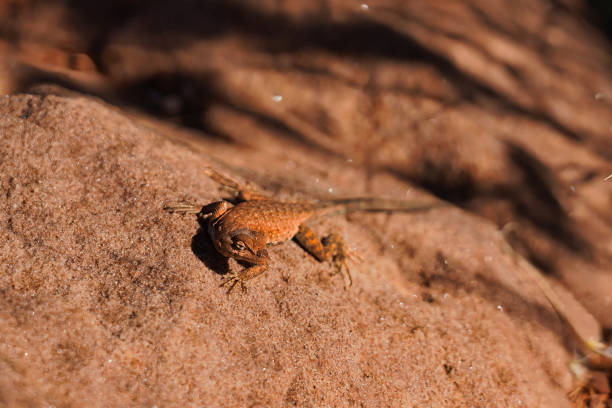 istock Desert Spiny Monitor Looks Back 1943548596