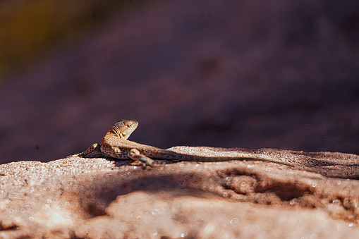 Beautiful camouflage Desert Spiney Monitor lizard hides from everything he can on the Red Rocks of Monument Valley in Utah
