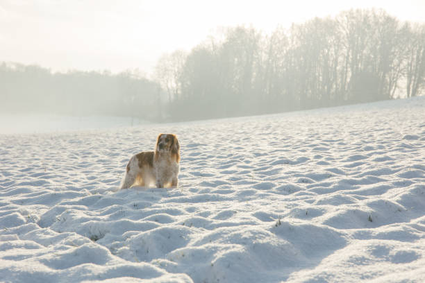 Working English Cocker Spaniel Dog in the Forest. Winter