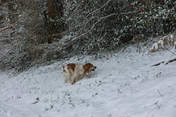 istock Working English Cocker Spaniel Dog in the Forest 1943594876