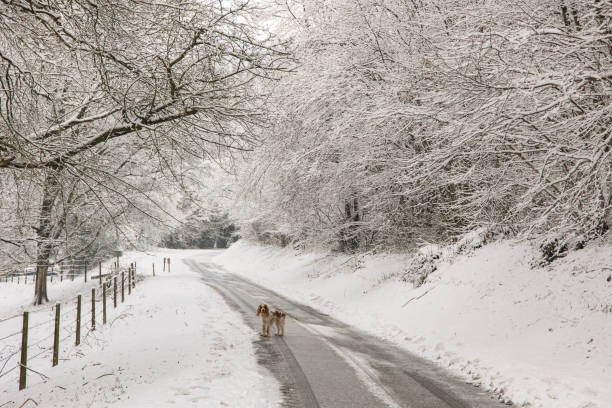A woman walks her husky dog in the early winter morning. High quality photo