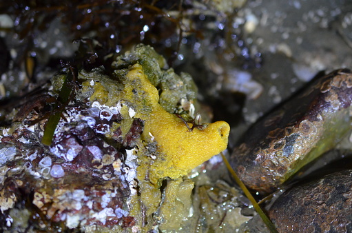 (Halichondria panicea)  The Yellow-green Encrusting sponge lives on rocks in the intertidal zone to 340 feet.  Their structures look like small volcanoes with their pores on top.  The sponge is prey to many nudibranchs.