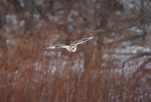 A short-eared owl flies over a snowy riverbed in Hokkaido.
