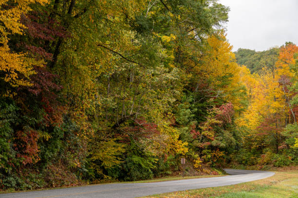 istock autumn road in the woods 1943639058