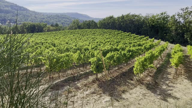 Vineyard with green plants in the sun with small hills in the distance in France