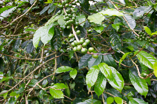 Closed up green raw arabica coffee berries on a tree, in Pangalengan Coffee Plantation, Indonesia.