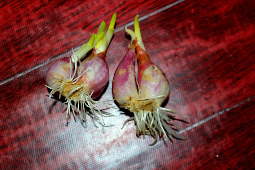Garlic (Allium sativum) is a species of bulbous flowering plant in the genus Allium.