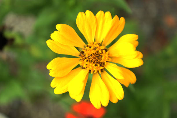 flowers are blooming during the day with green leaves