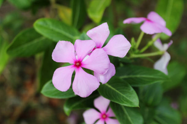 istock purple flowers and green leaves 1943696154