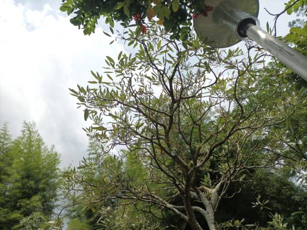 istock Branch tree full with green leaves on nature 1943713278