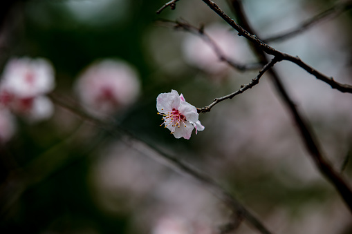 Open apricot flowers on blurry dark background