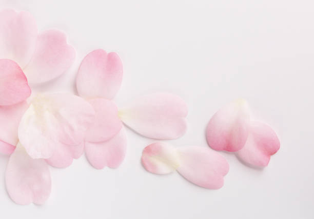 istock pink camellia petals on white background. 1943719069