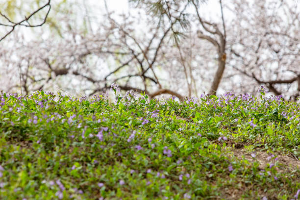 February orchids blooming on the hillside