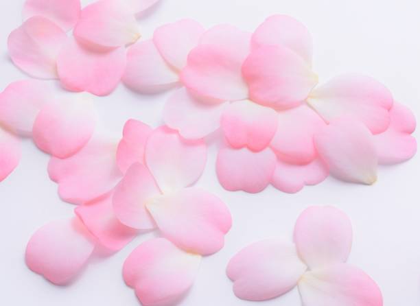 istock pink camellia petals on white background. 1943719084
