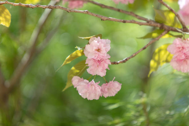 A cluster of blooming mountain cherry blossoms