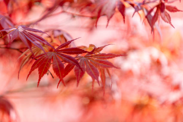 autumn red leaves, five-clawed maple - saturated color beech leaf autumn leaf foto e immagini stock