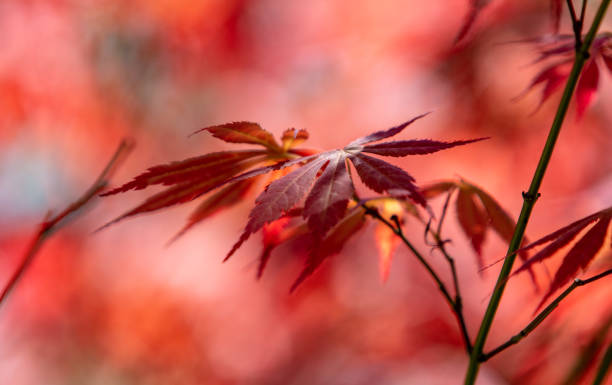autumn red leaves, five-clawed maple - saturated color beech leaf autumn leaf stock-fotos und bilder