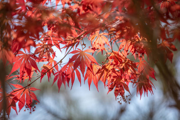 foglie rosse autunnali, acero a cinque artigli - saturated color beech leaf autumn leaf foto e immagini stock