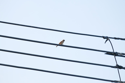 A lonely little bird on a high power line.